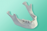 Model żuchwy przeznaczony do prowadzenia badań obciążeniowych 10-1020