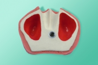 Model szczęki do fantomów wraz z trzema zębami i śluzówką pokrywającą wyrostek oraz śl. 10-3050