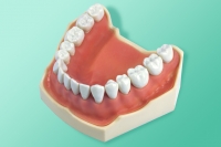 Model żuchwy przeznaczony na nauki uzupełniania ubytków 11-AG3-6