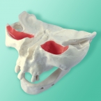 Szczęka z żuchwą 10-5045