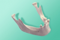 Model żuchwy 10-1030