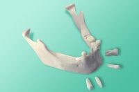 Model żuchwy 10-1035