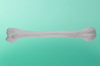 Kość ramieniowa prawa