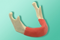 Żuchwa ze śluzówką 10-1101