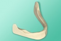 10-1150 Model żuchwy bezzębnej