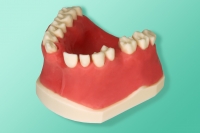 Model szczęki 10-3036