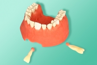 Model do ćwiczenia resekcji korzeni zębów 10-2100